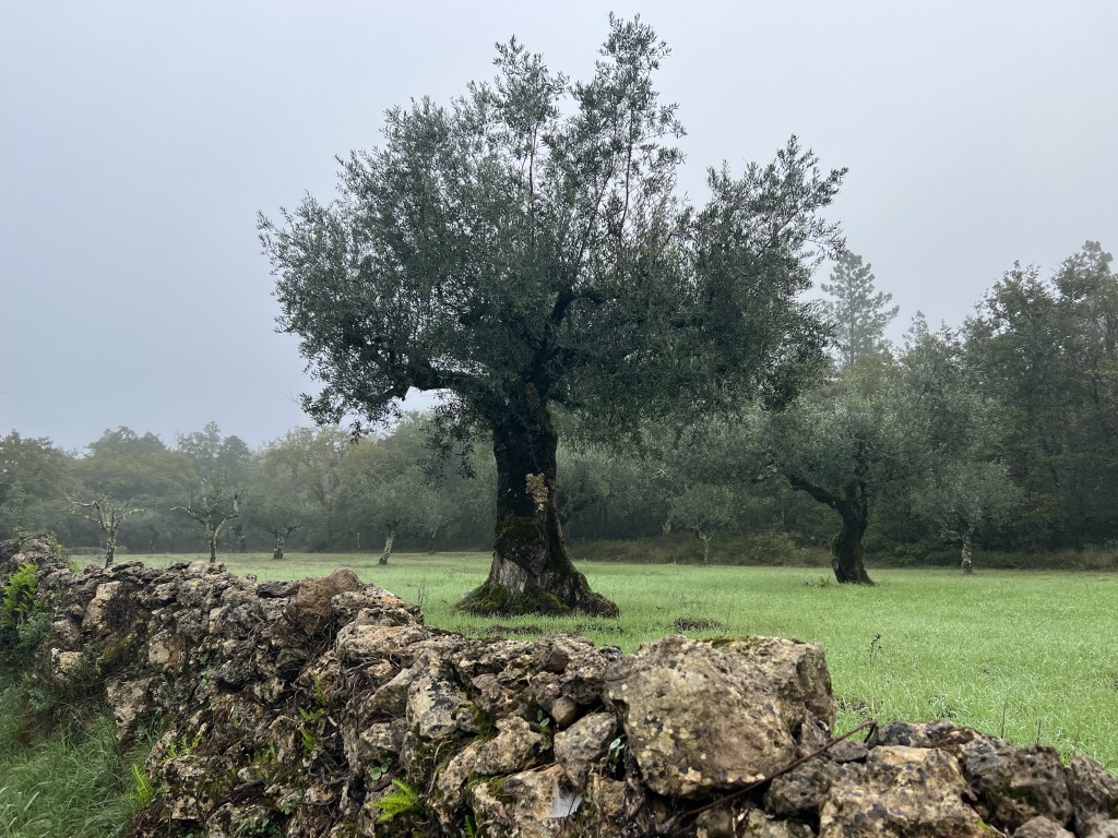 LuckyHiker.com - Caminho Portugues